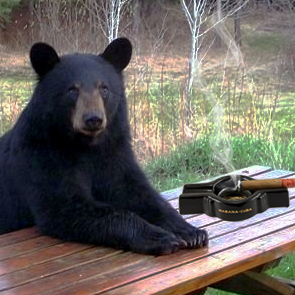 cigar story bear
