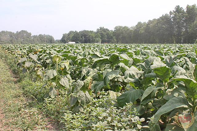 altadis usa connecticut farm trip tobacco74 1