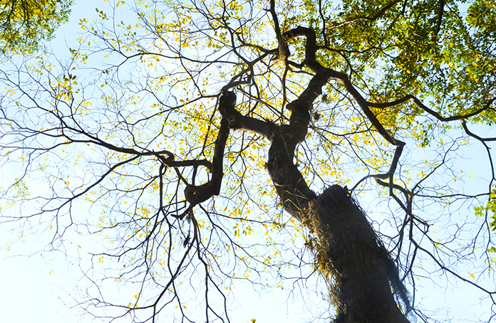 cedrela odorata tree