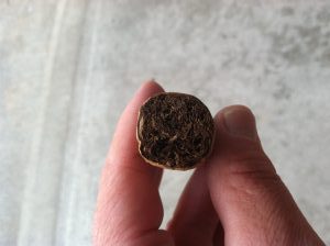 How to Pre-hale a cigar